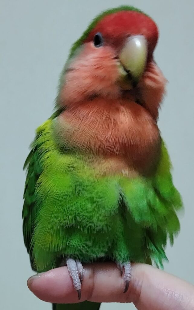 わさび