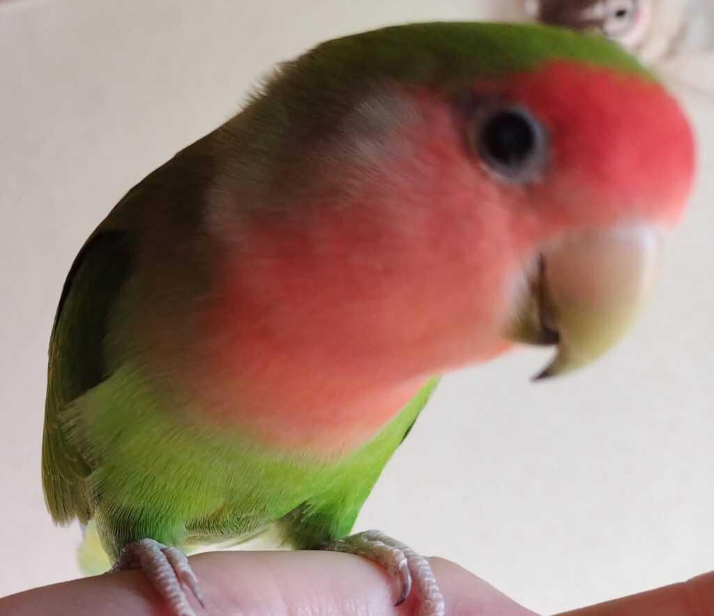 すだち