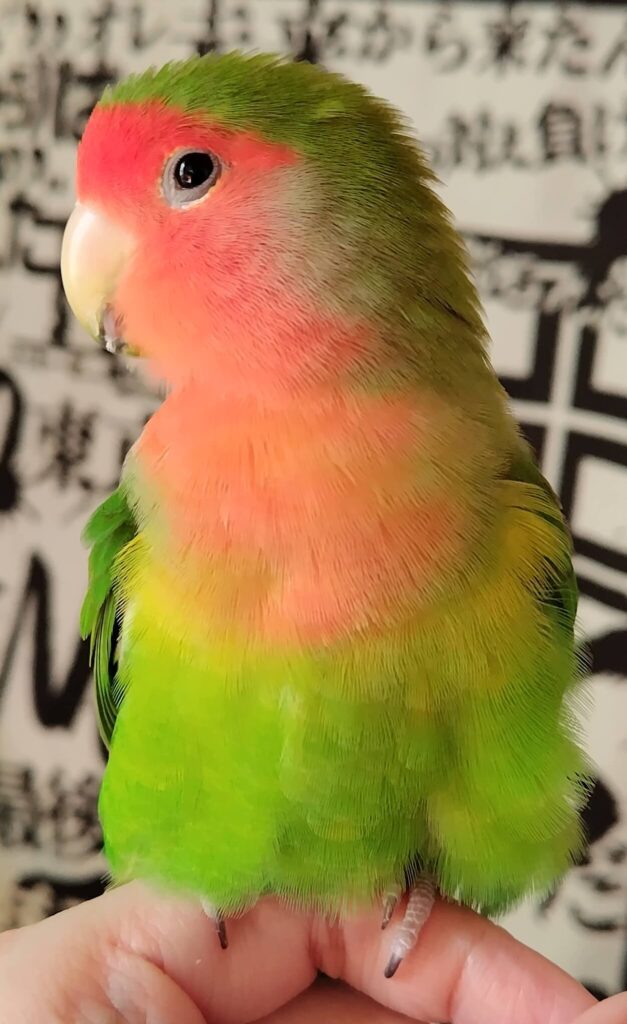 わさび