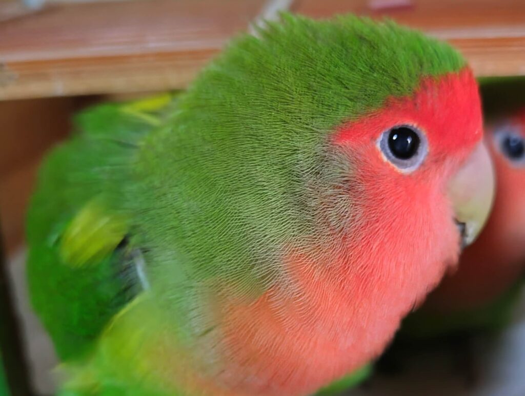 わさび