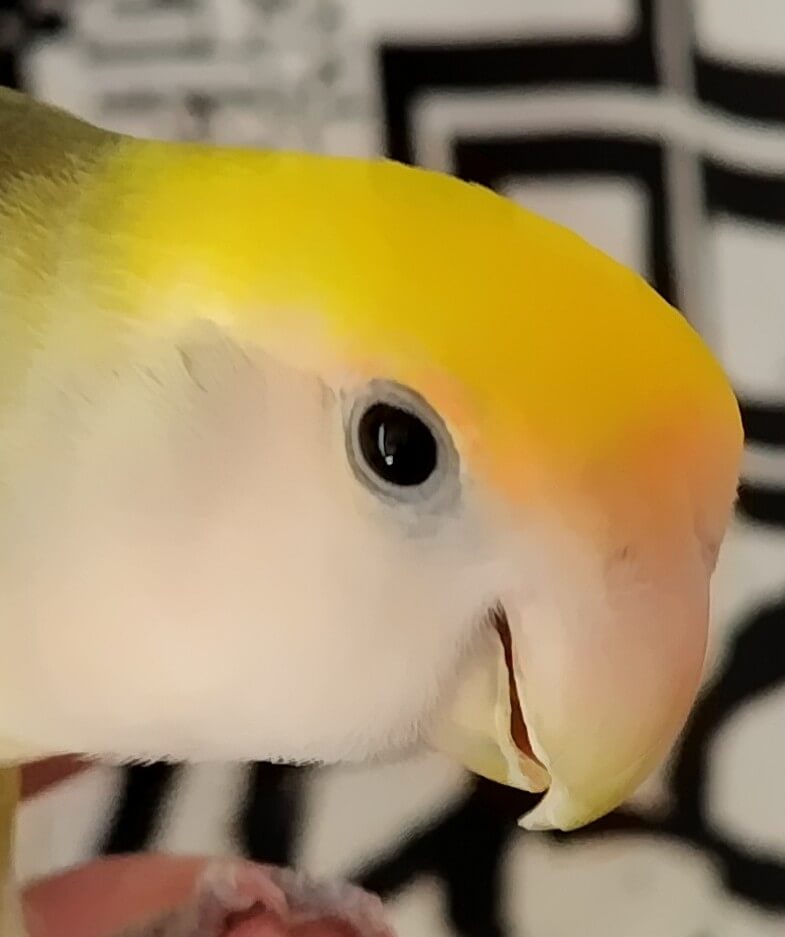 よもぎ