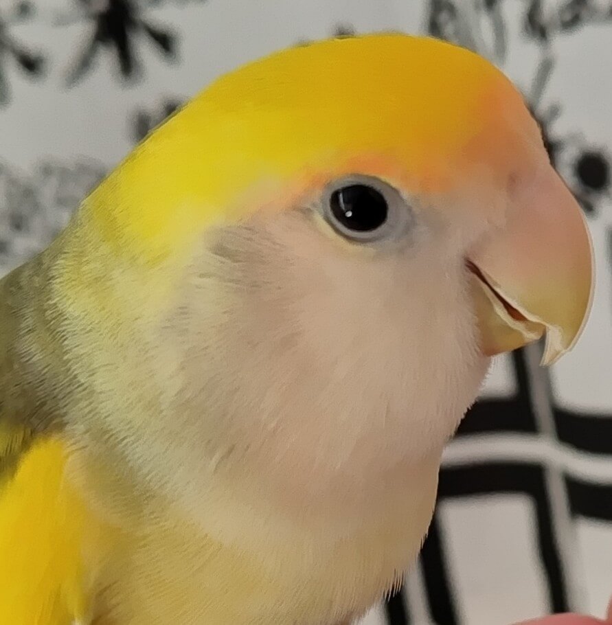 よもぎ