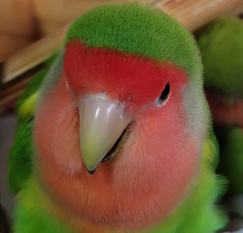 わさび