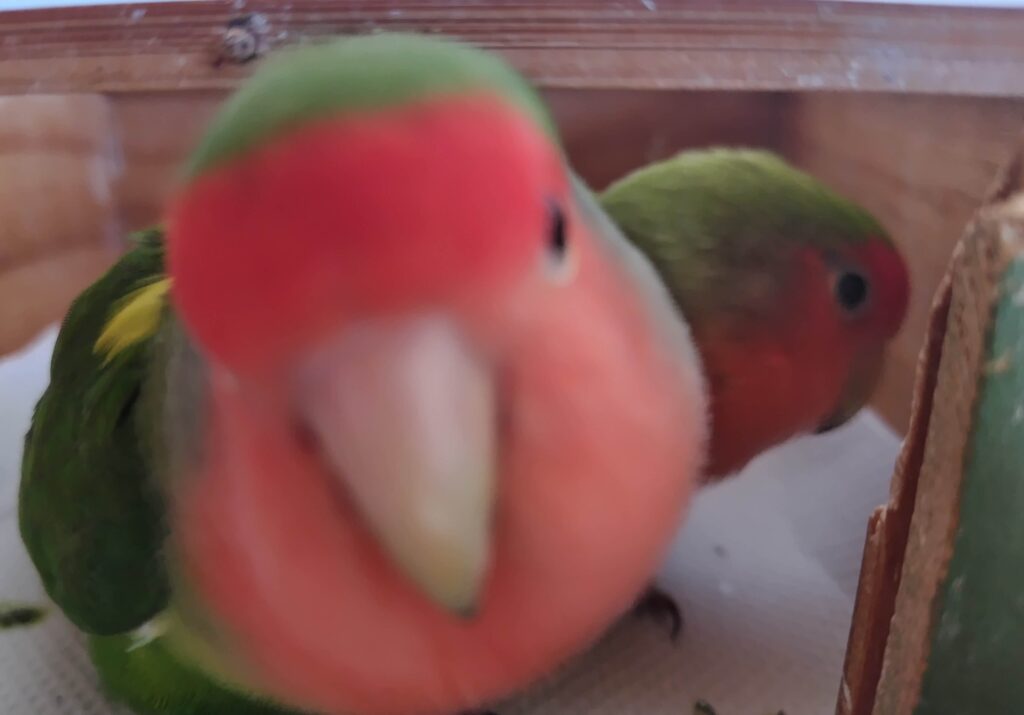 わさびとすだち