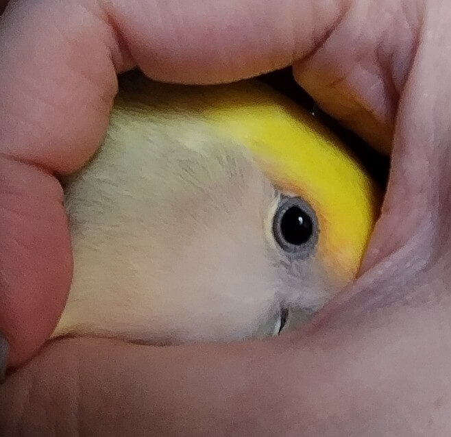 よもぎ