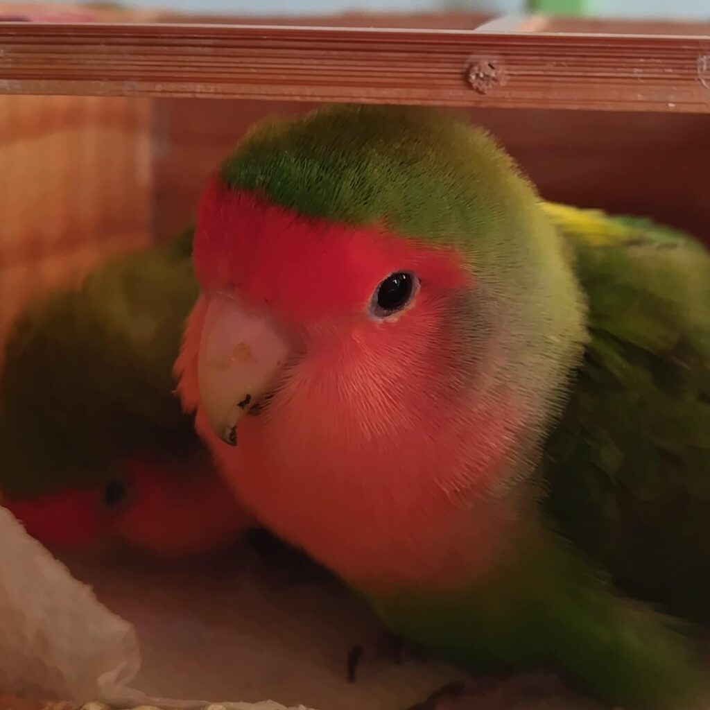 わさび