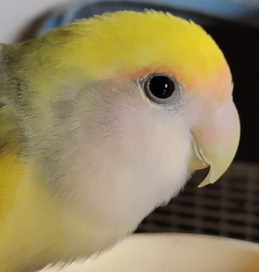 よもぎ