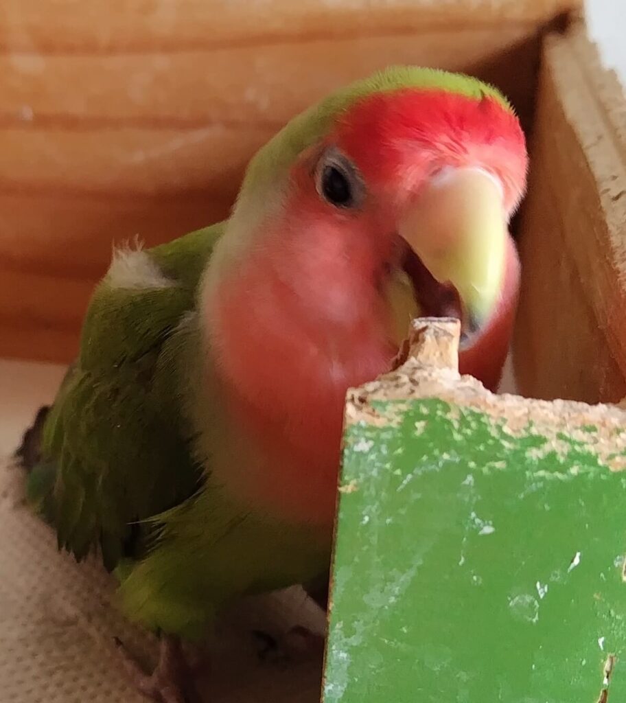 すだち