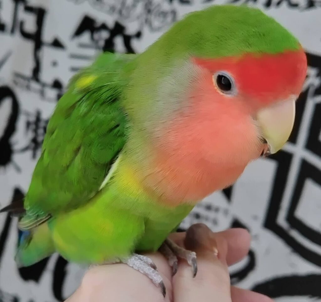 わさび