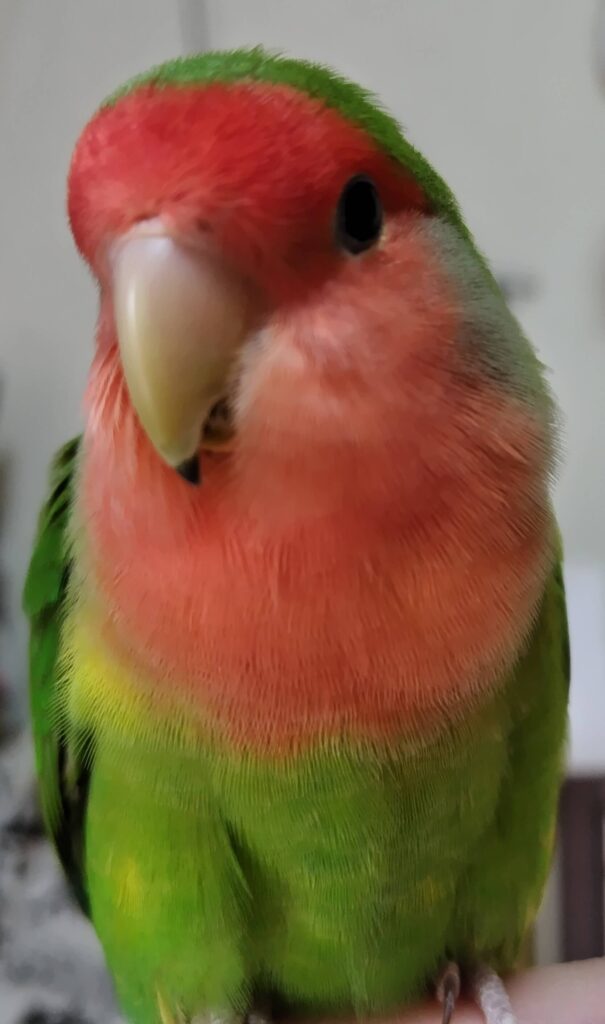 わさび