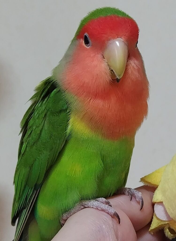 わさび