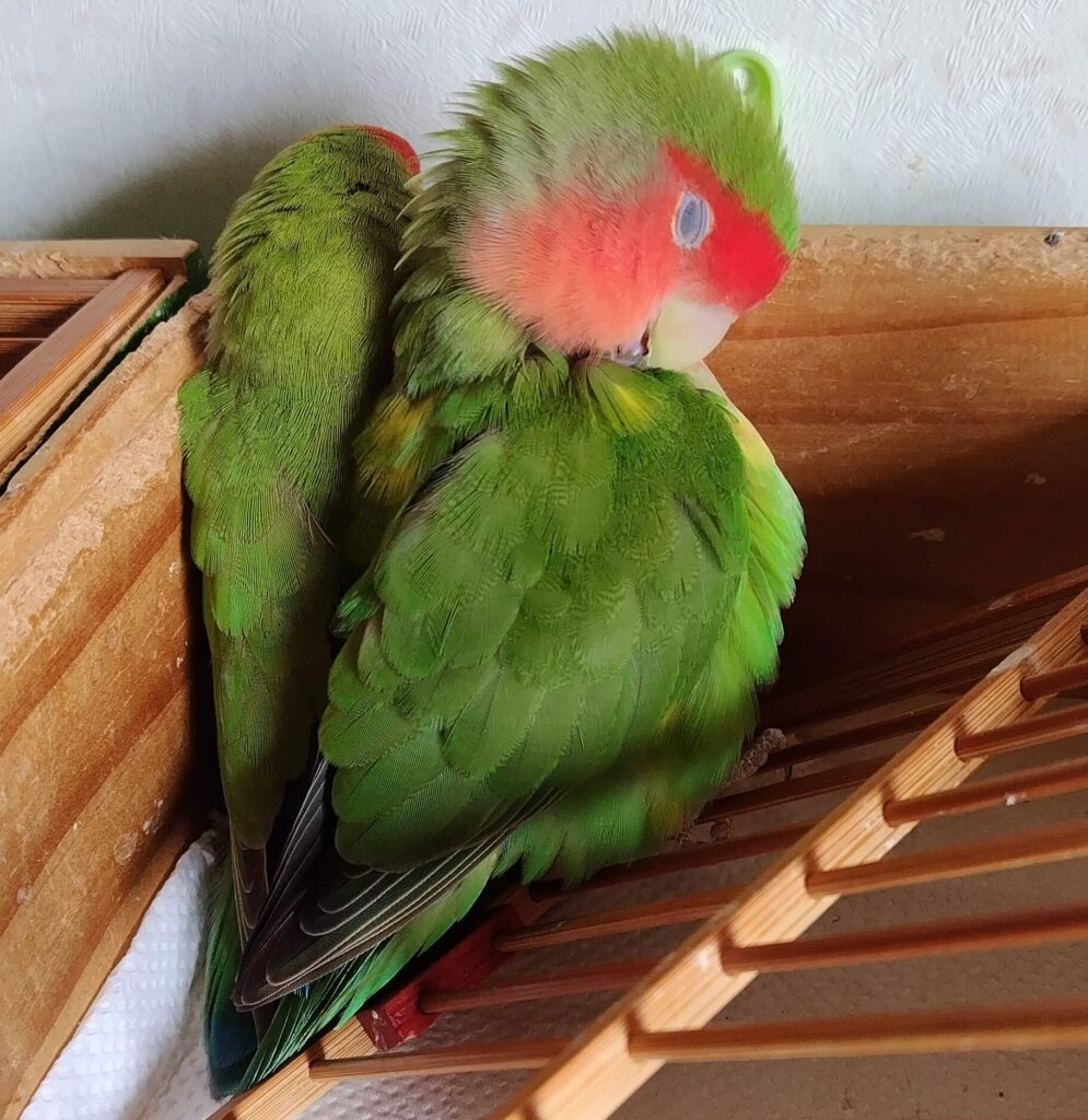 わさびとすだち