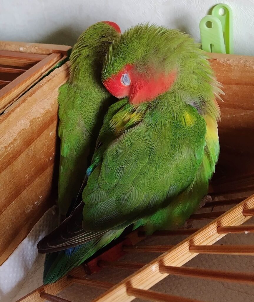 わさびとすだち