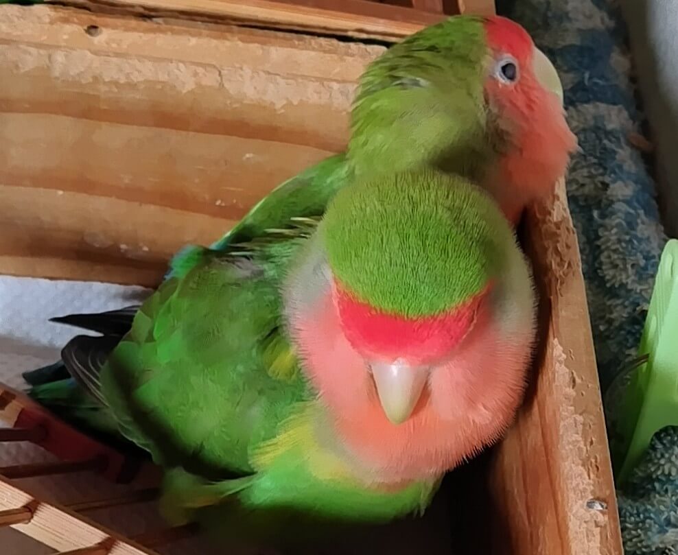 わさびとすだち