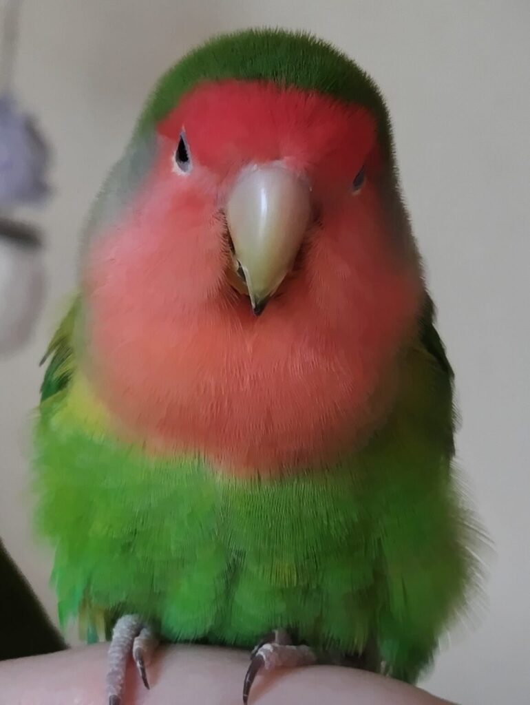 わさび
