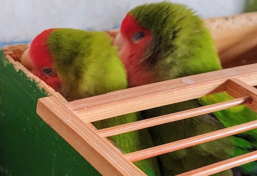 わさびとすだち