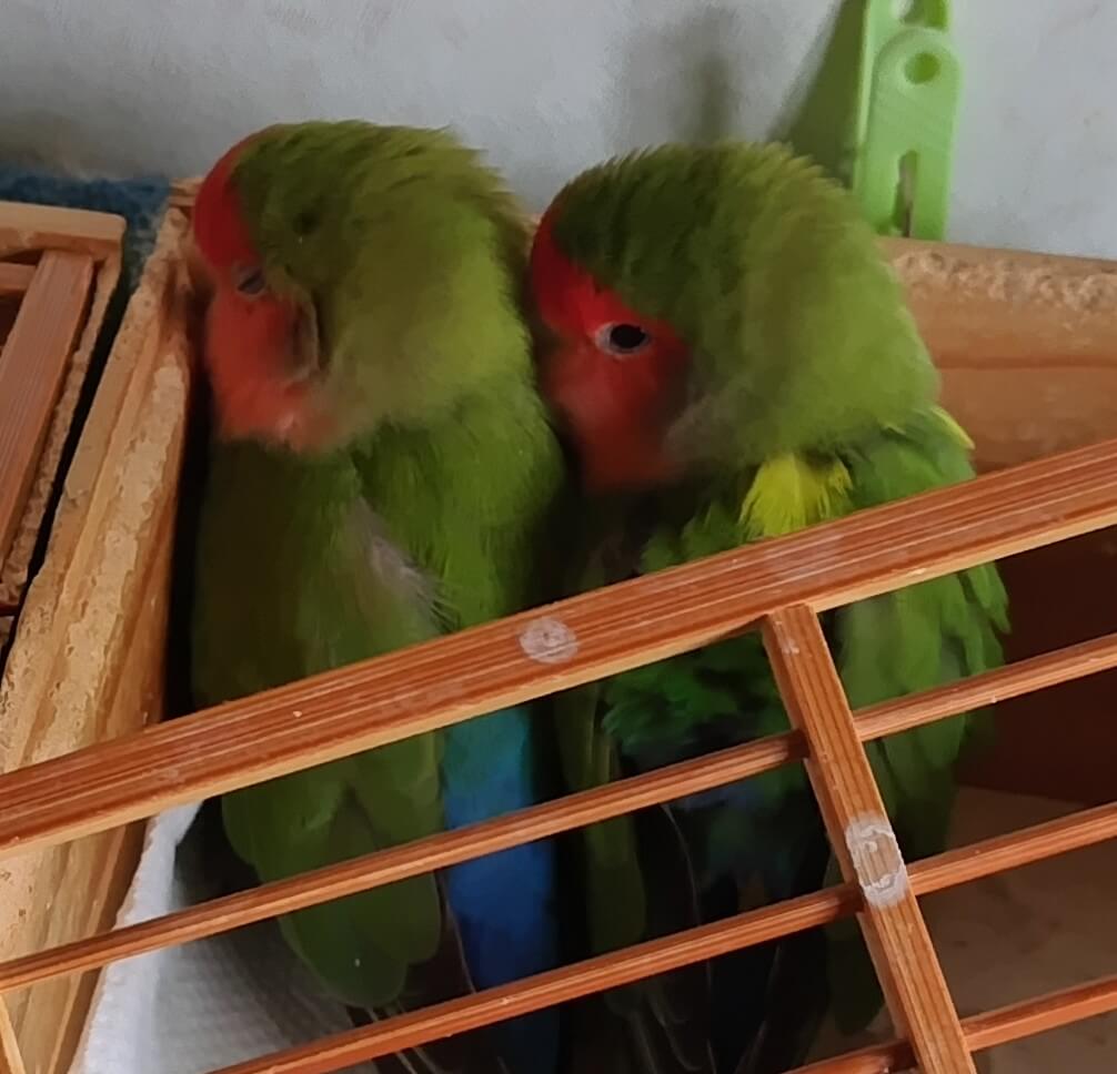 わさびとすだち