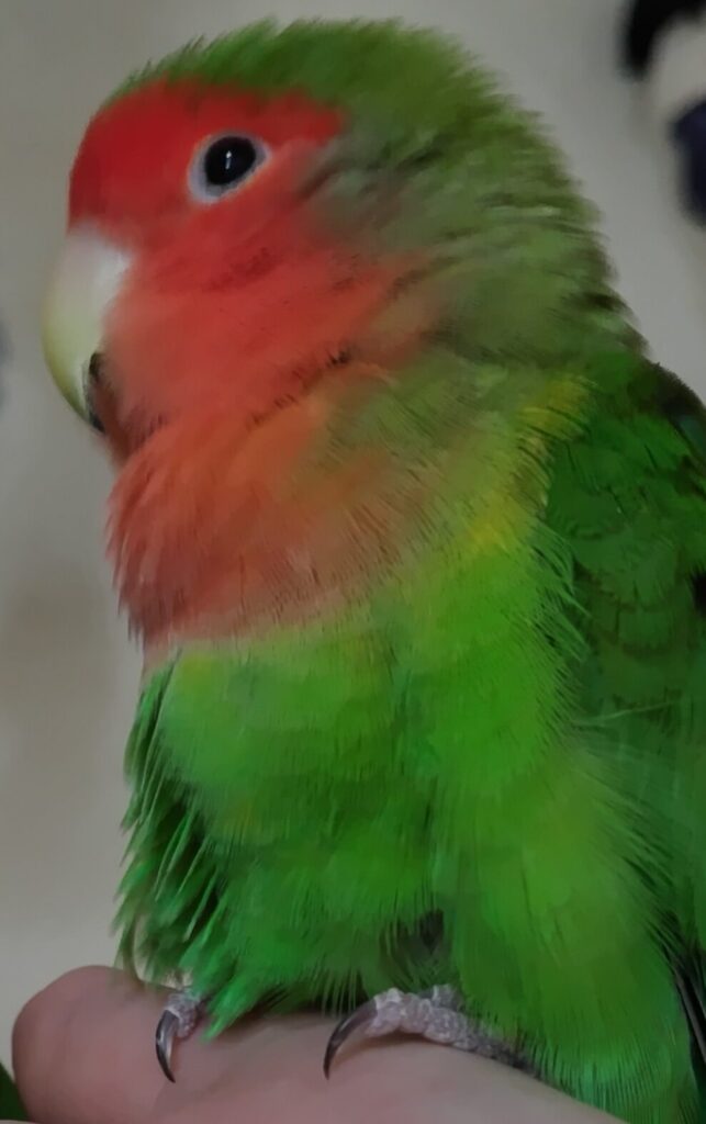 わさび