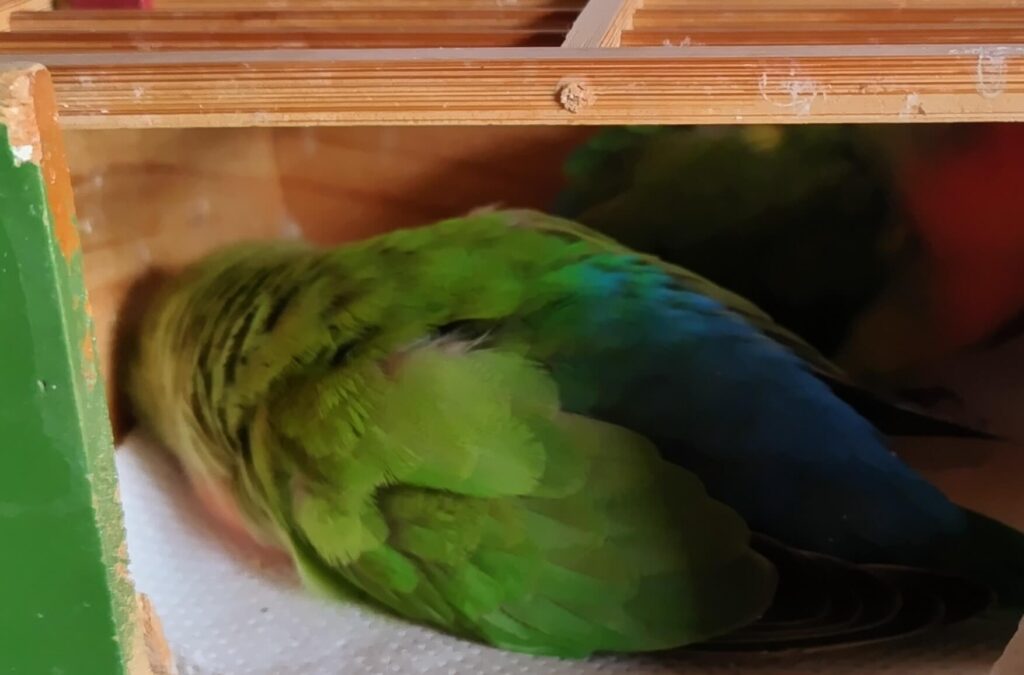 すだち