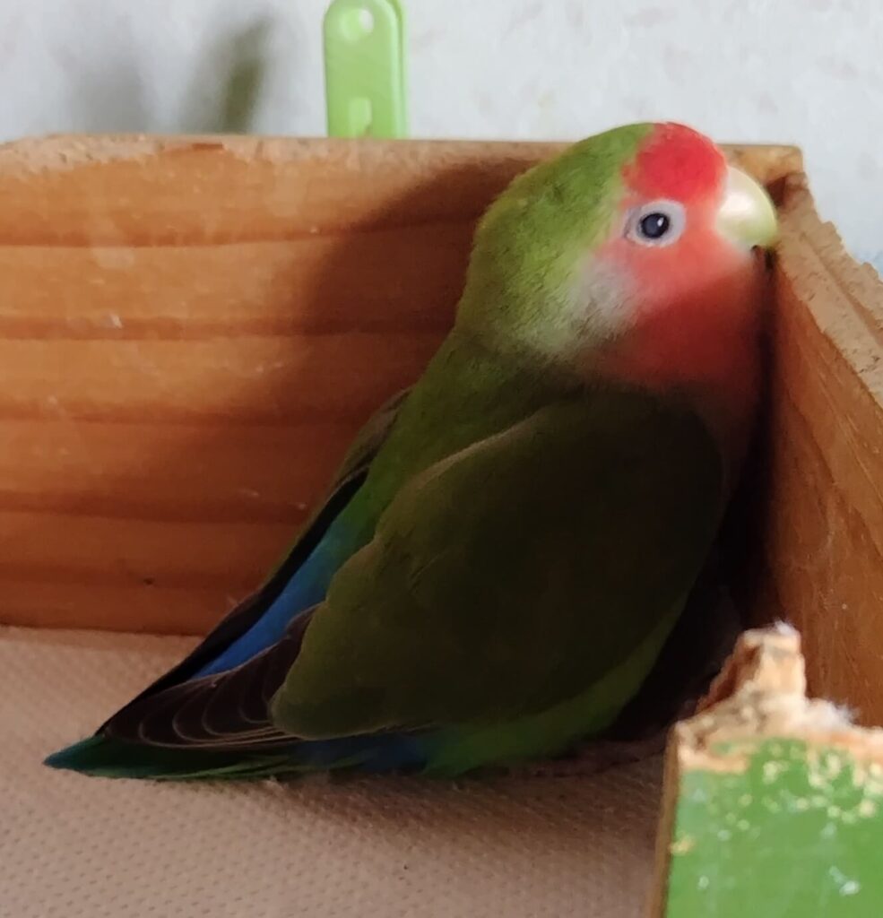 すだち