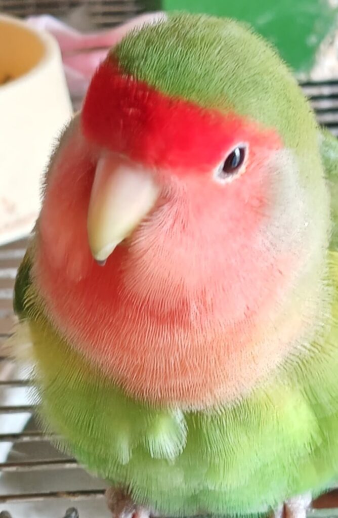 わさび