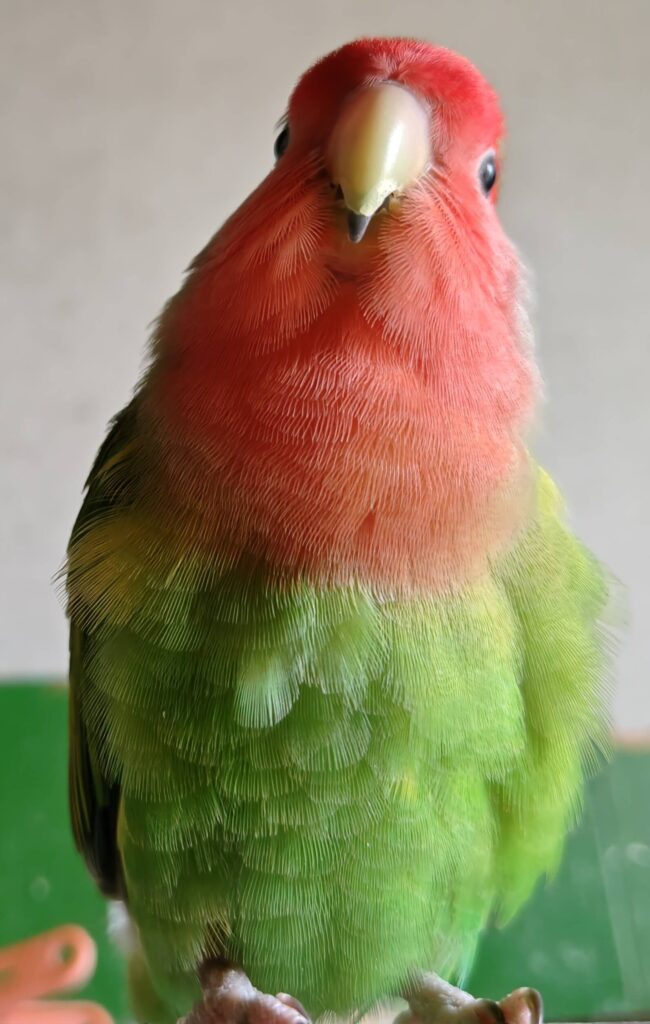 わさび
