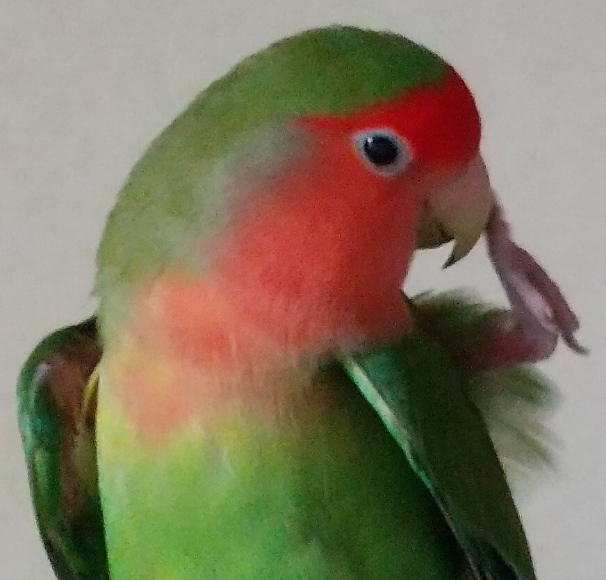 わさび