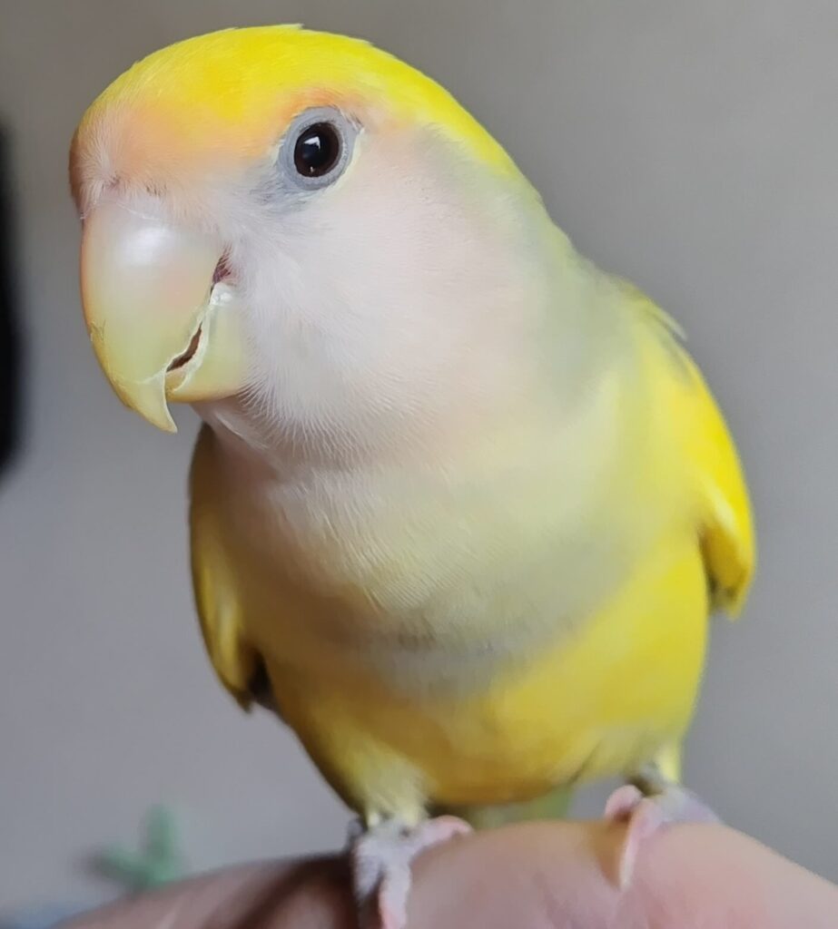 よもぎ