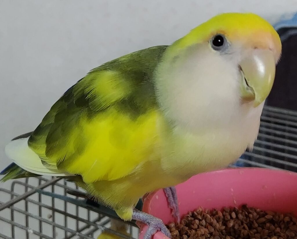 よもぎ