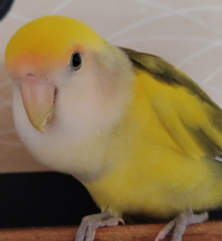 よもぎ