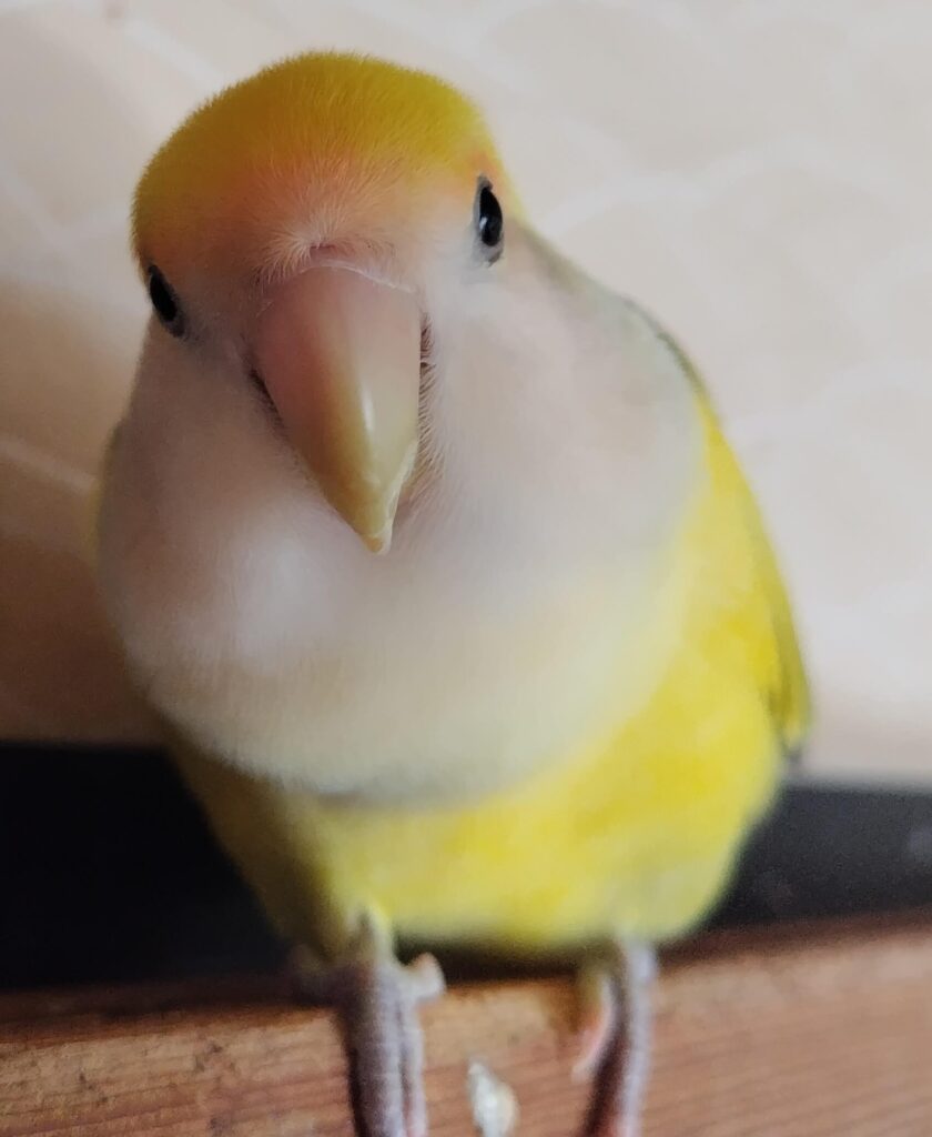 よもぎ