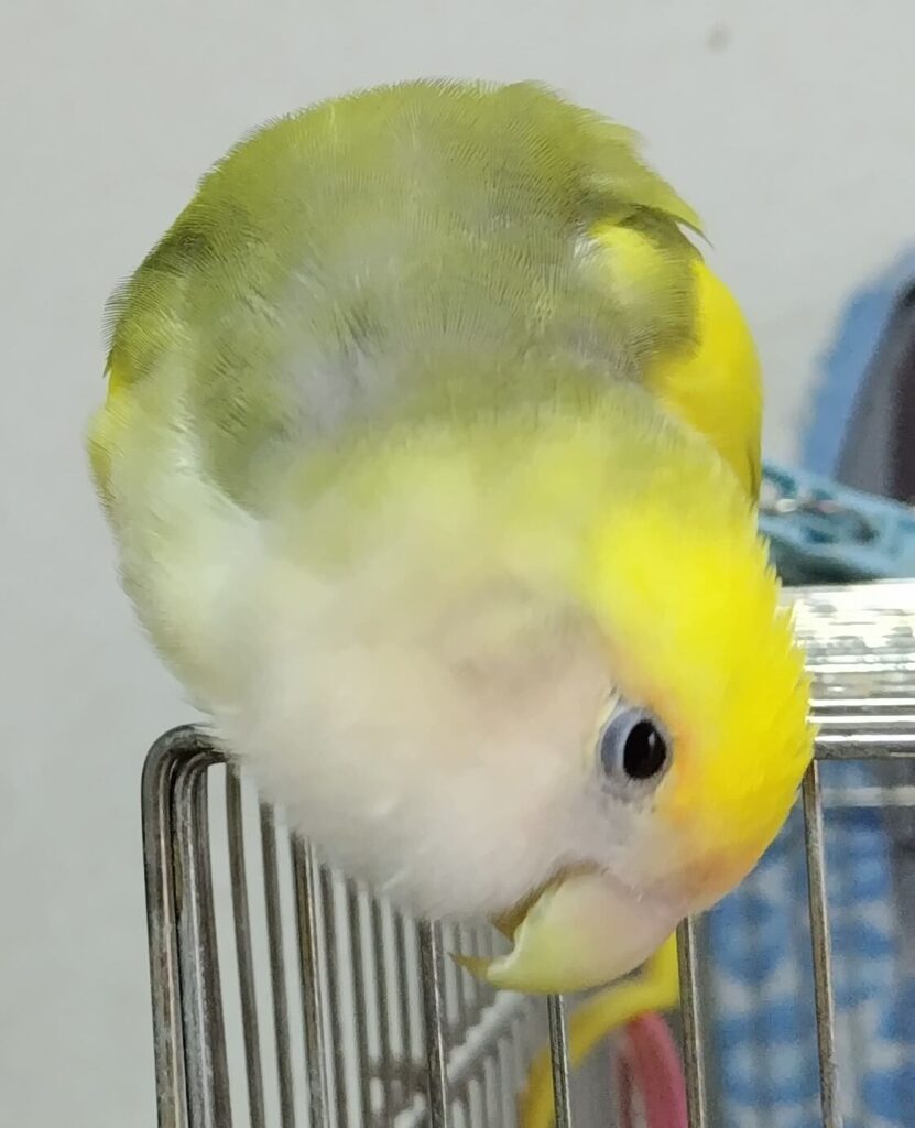 よもぎ