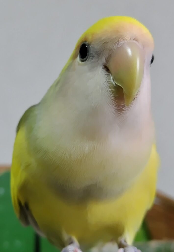 よもぎ