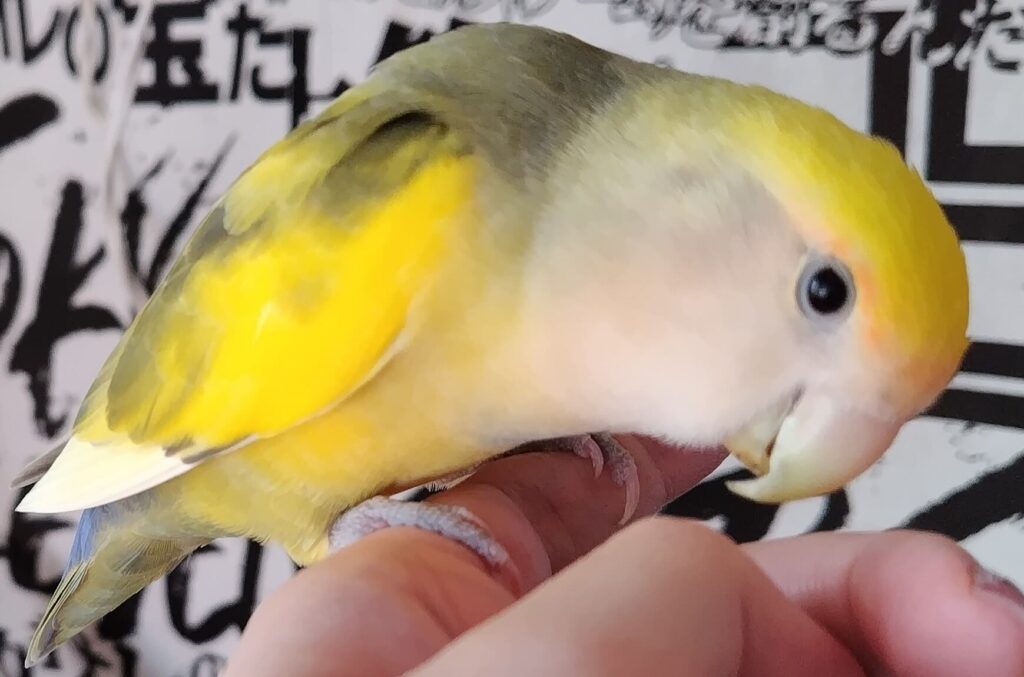 よもぎ