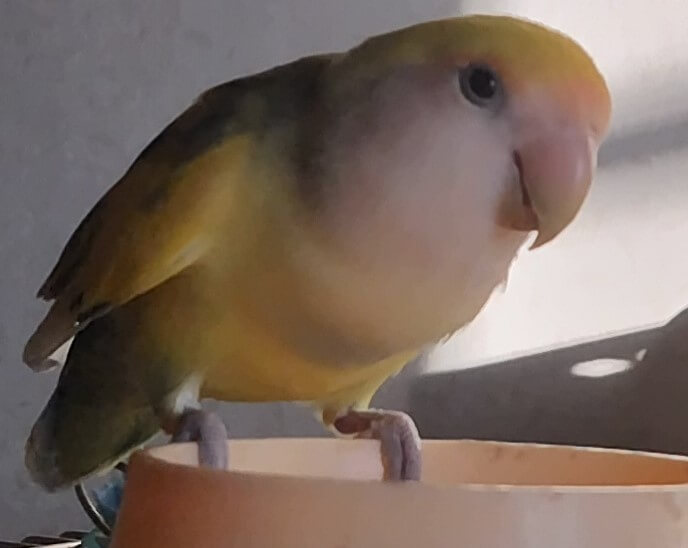よもぎ
