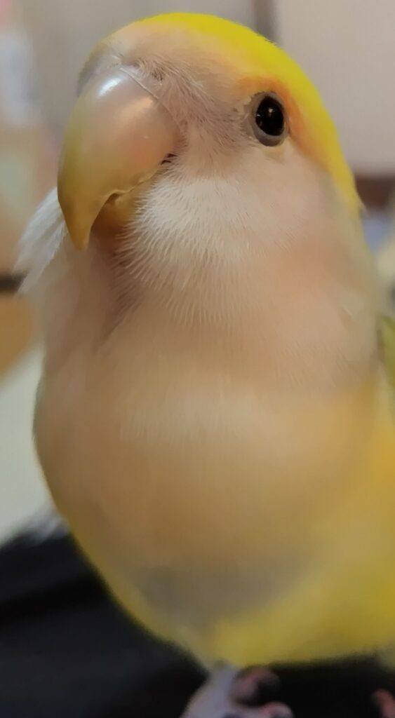 よもぎ