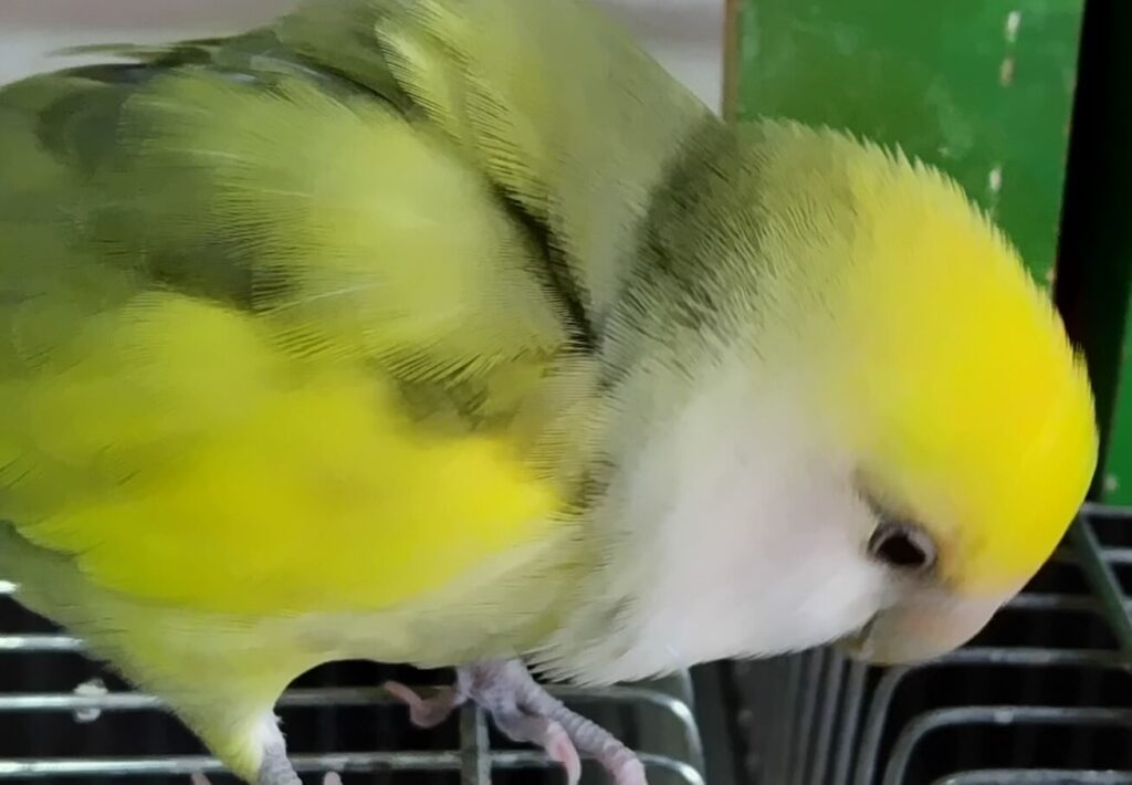 よもぎ