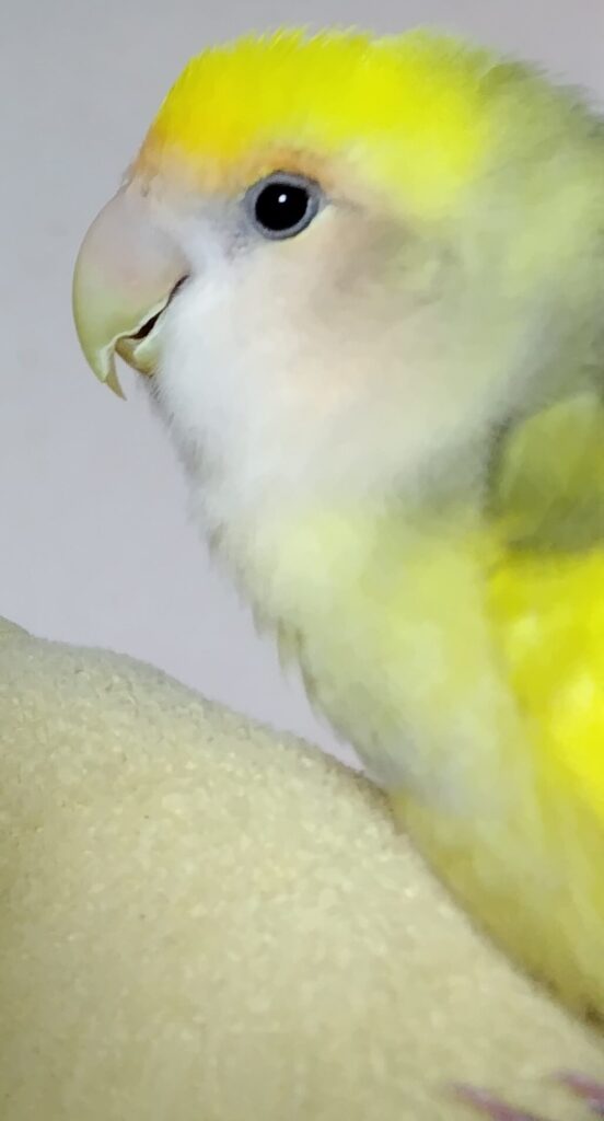 よもぎ