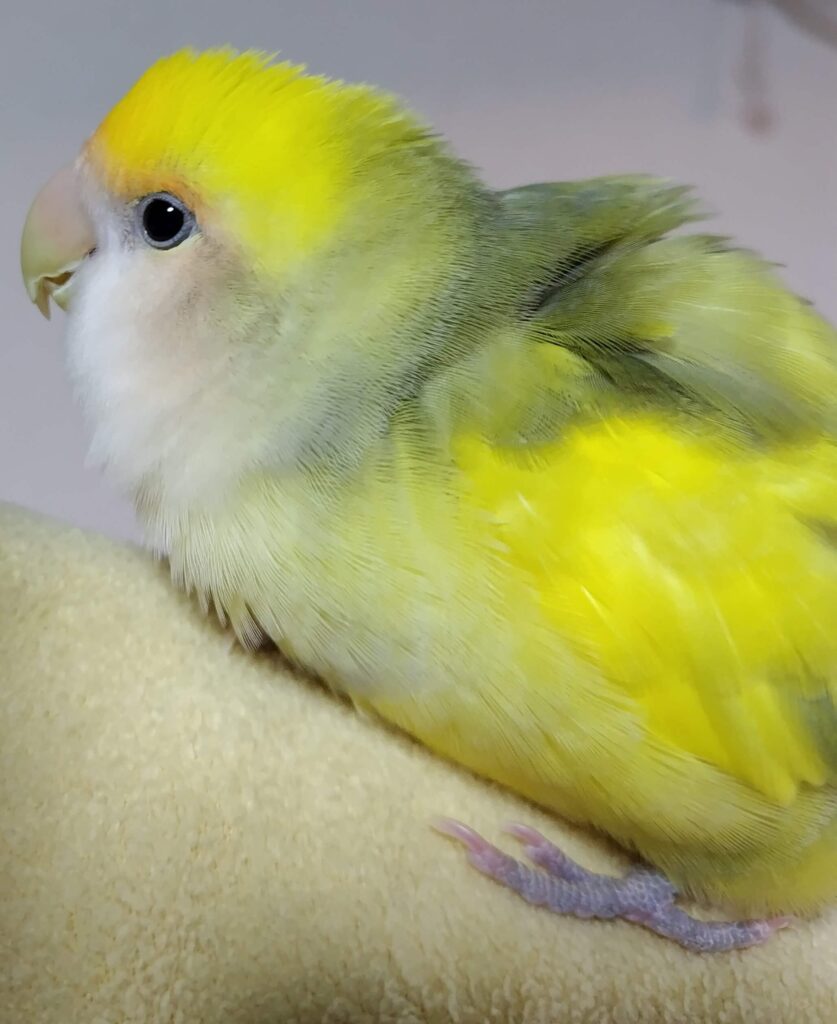 よもぎ