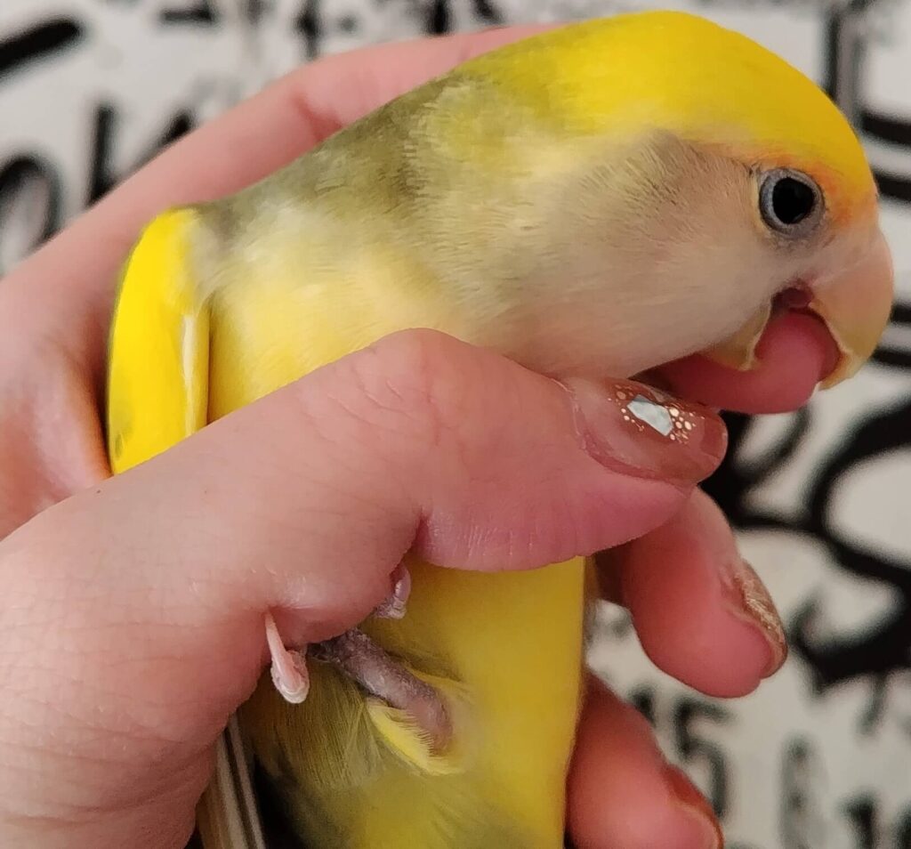 よもぎ