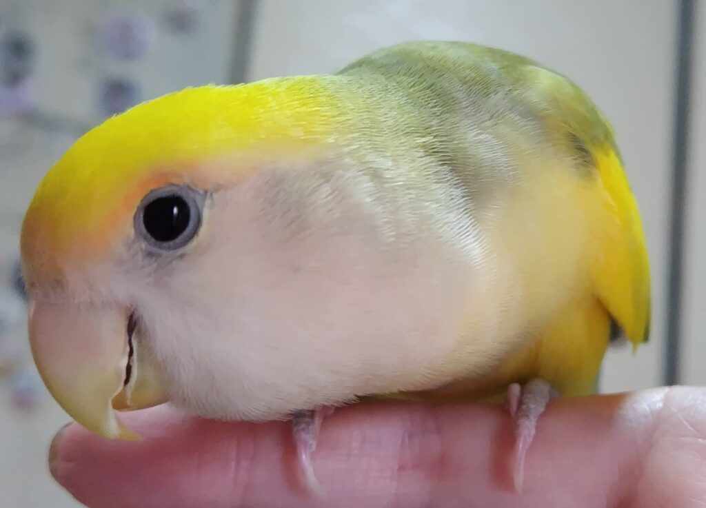 よもぎ