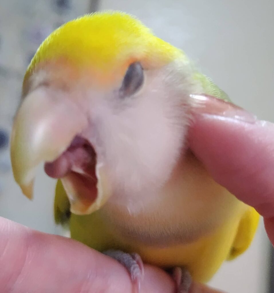よもぎ