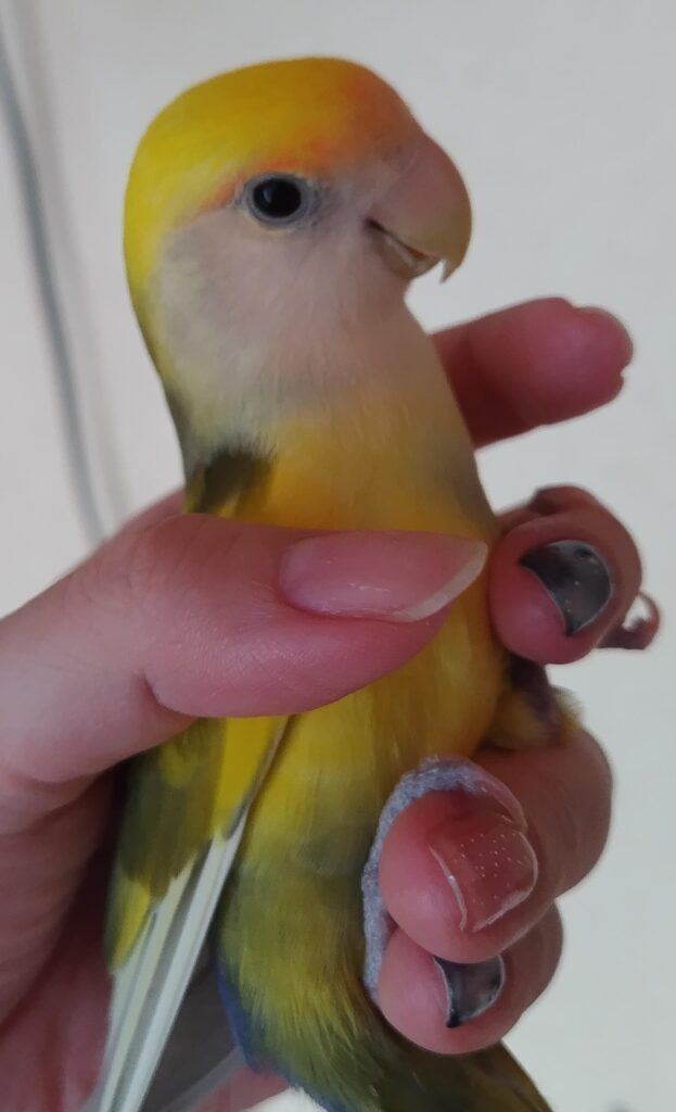 よもぎ