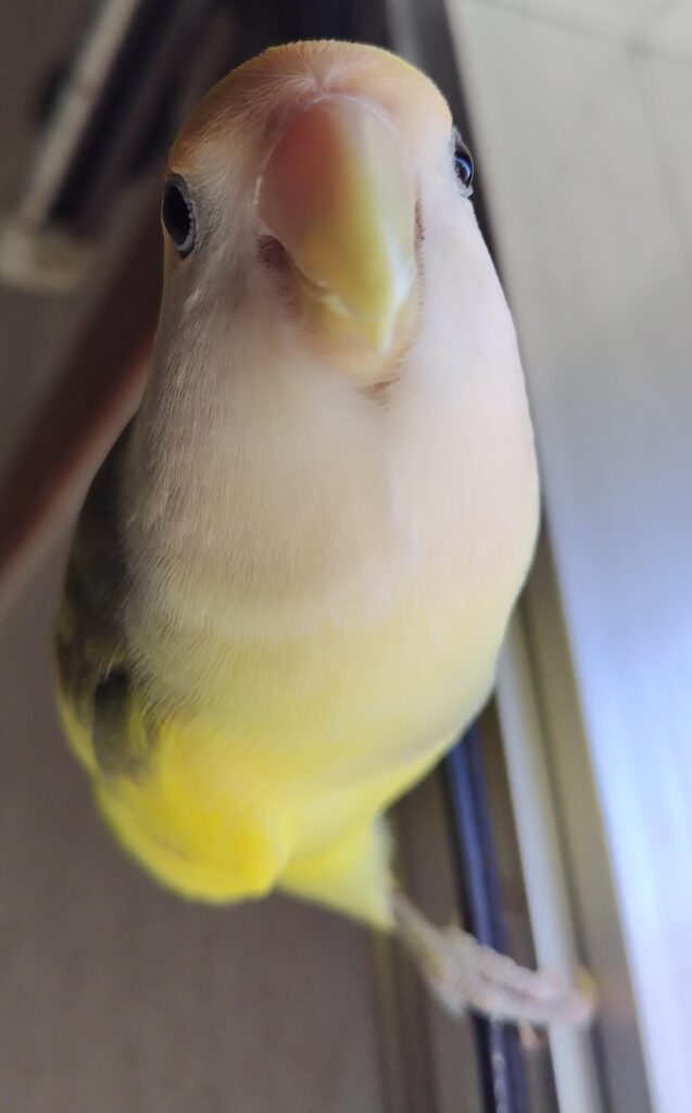 よもぎ