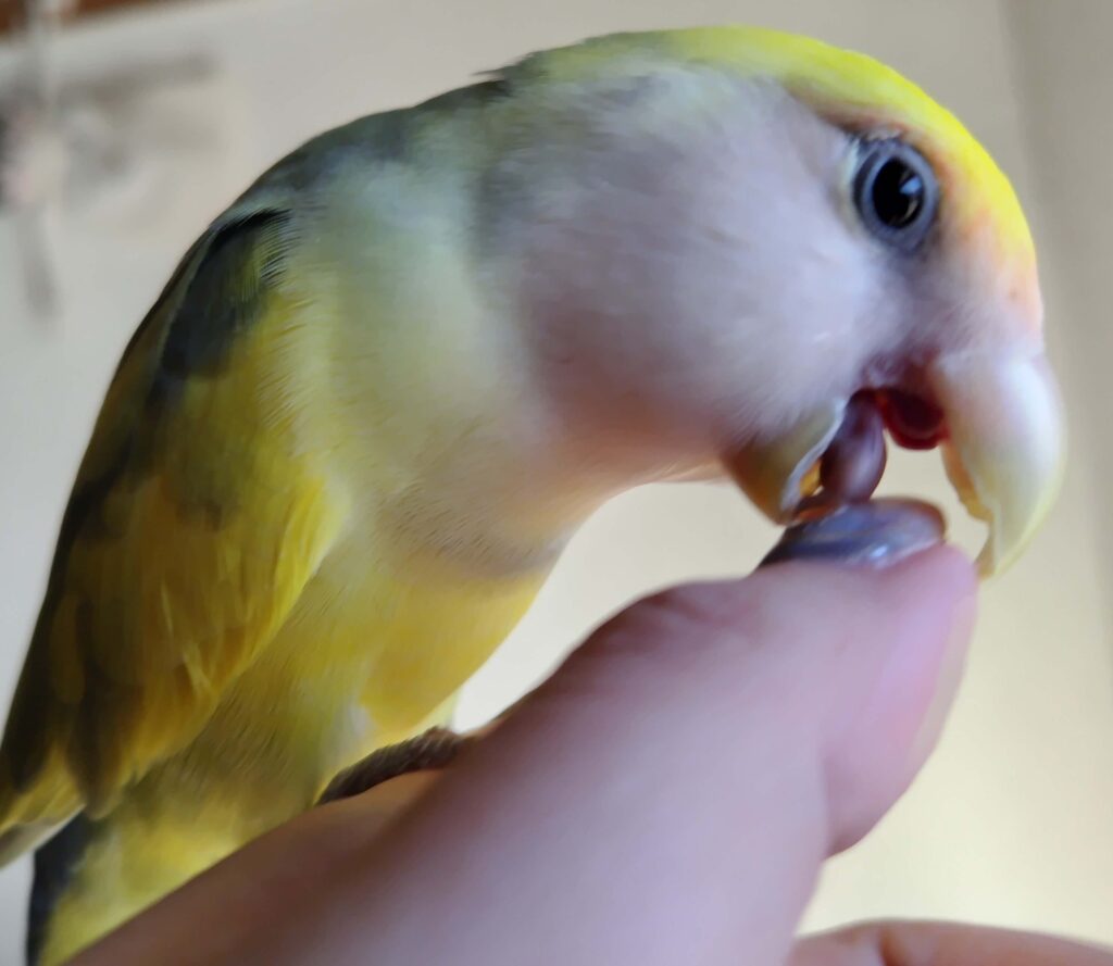 よもぎ