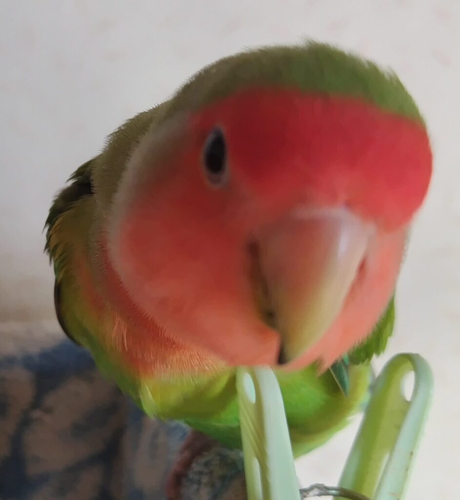 わさび