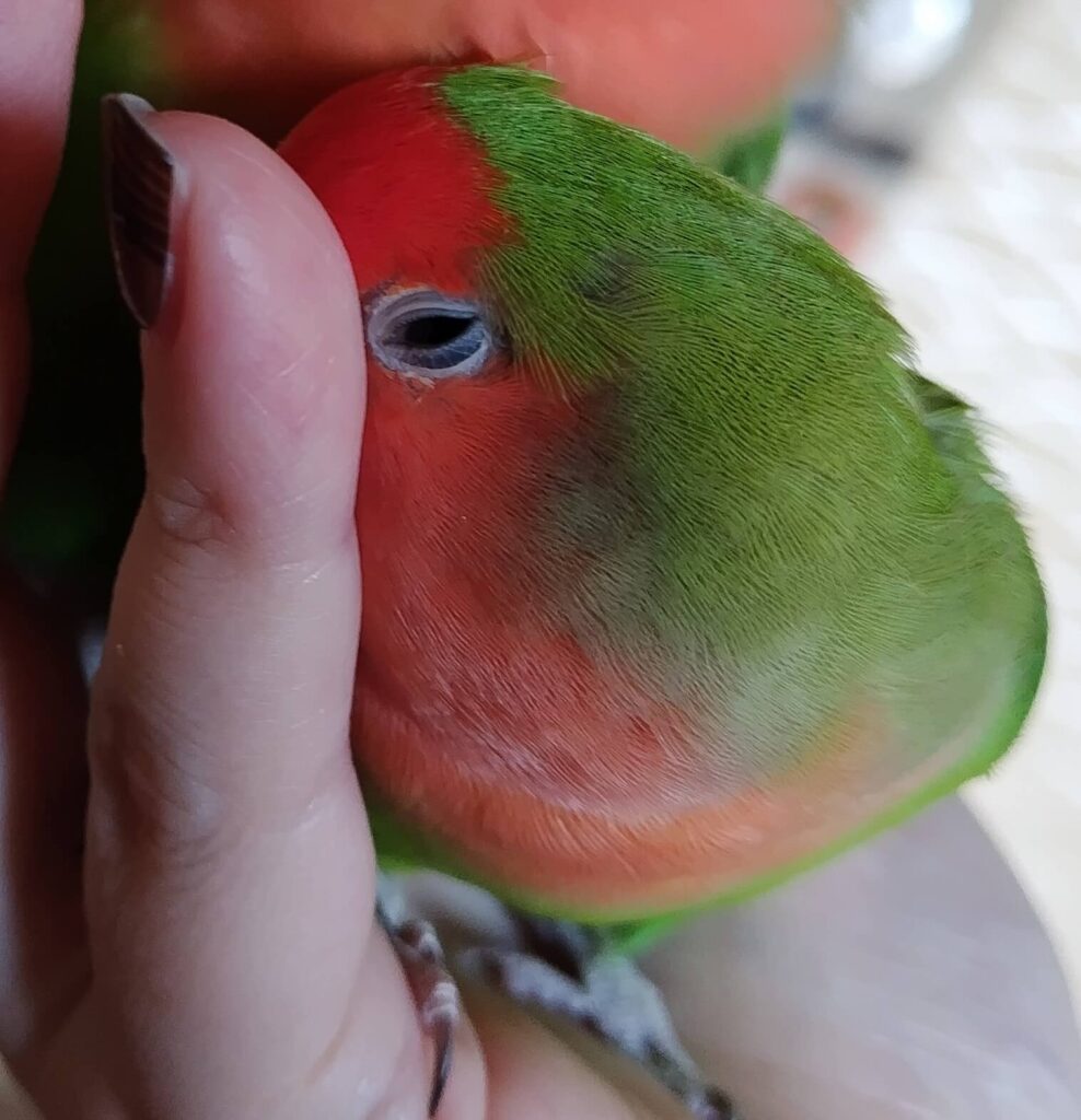 すだち