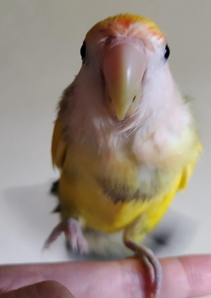 よもぎ