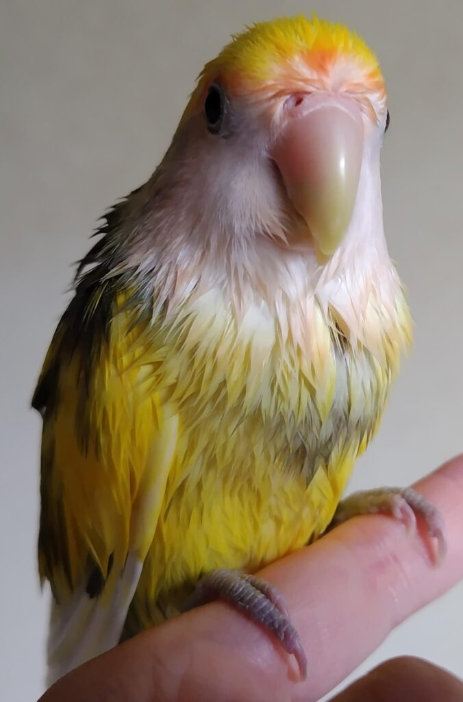 よもぎ