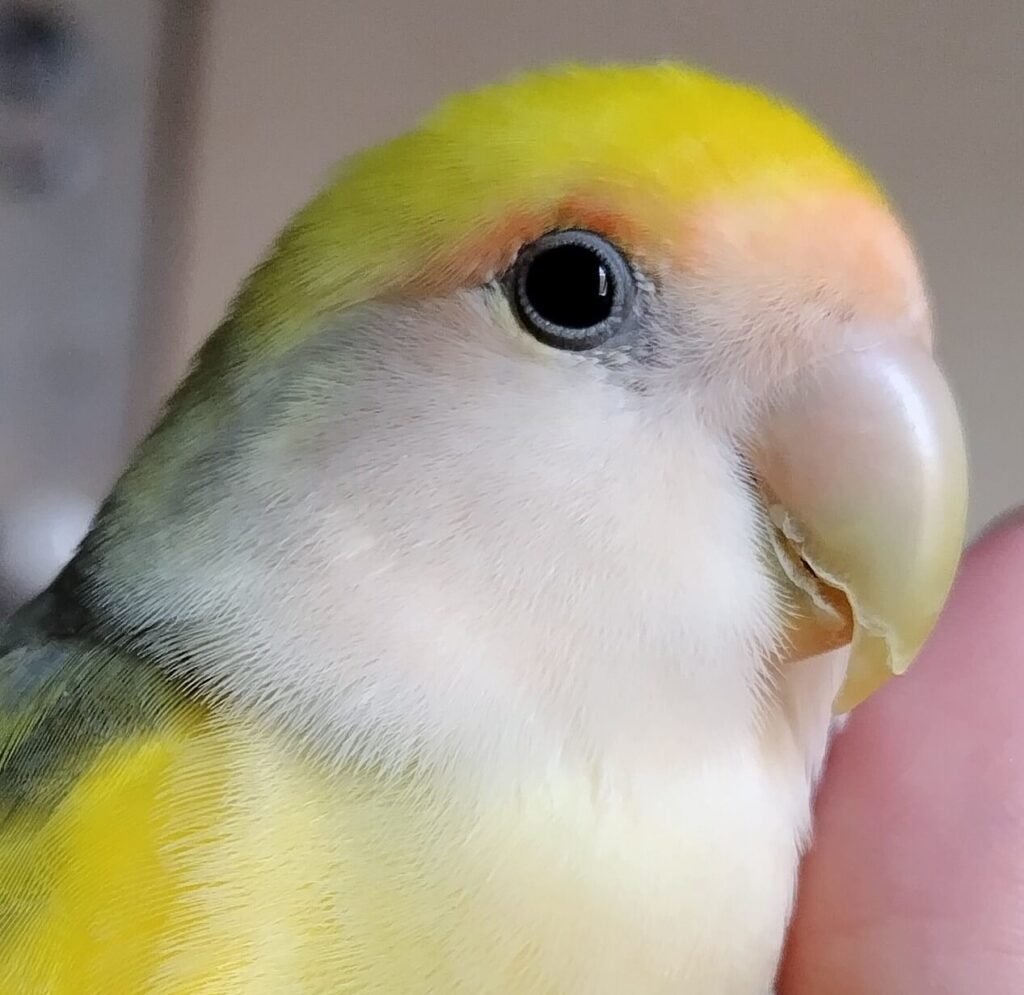 よもぎ
